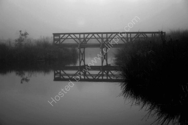 Foggy Morning